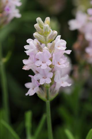 Foto de variedad de flores para ser usadas como: Maceta y planta de temporada Lavandula angustifolia Ellagance Pink