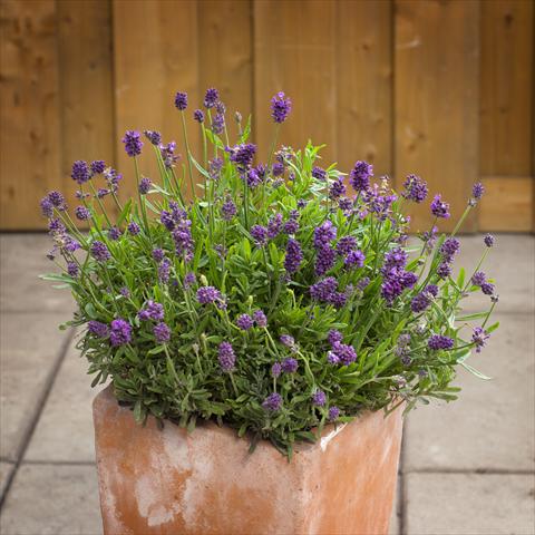 Foto de variedad de flores para ser usadas como: Maceta y planta de temporada Lavandula angustifolia Mini Blue