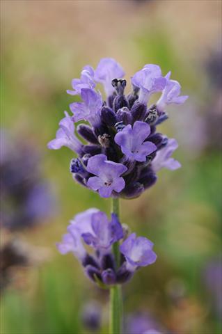 Foto de variedad de flores para ser usadas como: Maceta y planta de temporada Lavandula angustifolia Lavender Mini Blue