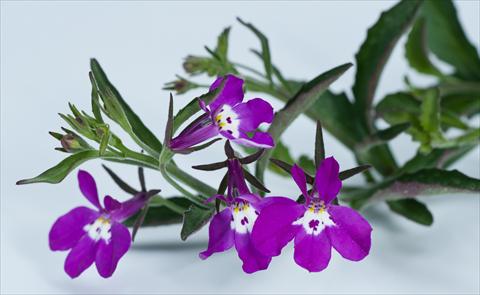 Foto de variedad de flores para ser usadas como: Maceta, planta de temporada, patio Lobelia California® Purple