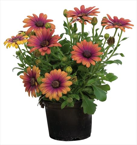 Foto de variedad de flores para ser usadas como: Maceta y planta de temporada Osteospermum Astra® Outback