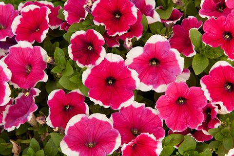 Foto de variedad de flores para ser usadas como: Maceta, planta de temporada, patio Petunia Happy® Bicolor Hot Pink