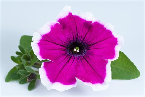 Foto de variedad de flores para ser usadas como: Maceta, planta de temporada, patio Petunia Happy® Bicolor Sofia