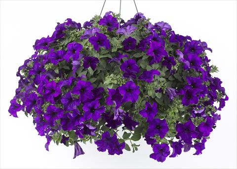 Foto de variedad de flores para ser usadas como: Maceta, planta de temporada, patio Petunia Happy® Blue