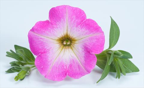 Foto de variedad de flores para ser usadas como: Maceta, planta de temporada, patio Petunia Happy® Candy Gum
