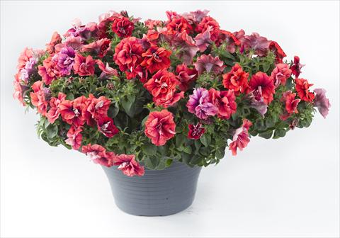 Foto de variedad de flores para ser usadas como: Maceta, planta de temporada, patio Petunia Happy® Double Orange