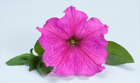 Foto de variedad de flores para ser usadas como: Maceta, planta de temporada, patio Petunia Happy® Giant Hot Pink