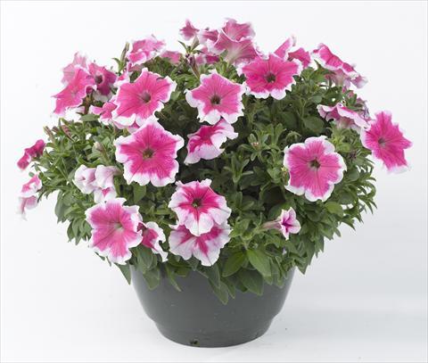 Foto de variedad de flores para ser usadas como: Maceta, planta de temporada, patio Petunia Happy® Giant Pink Picotee