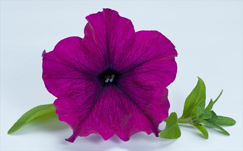 Foto de variedad de flores para ser usadas como: Maceta, planta de temporada, patio Petunia Happy® Giant Purple