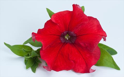 Foto de variedad de flores para ser usadas como: Maceta, planta de temporada, patio Petunia Happy® Giant Red