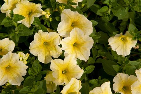 Foto de variedad de flores para ser usadas como: Maceta, planta de temporada, patio Petunia Happy® Giant Yellow