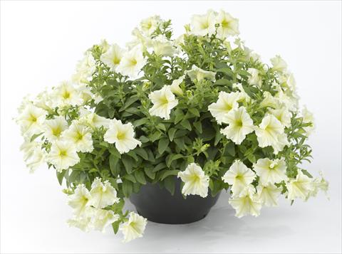 Foto de variedad de flores para ser usadas como: Maceta, planta de temporada, patio Petunia Happy® Lemon Fringed