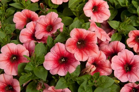 Foto de variedad de flores para ser usadas como: Maceta, planta de temporada, patio Petunia Happy® Melon
