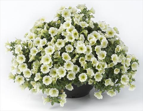 Foto de variedad de flores para ser usadas como: Maceta, planta de temporada, patio Petunia Happy® Mini Lemon