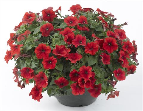 Foto de variedad de flores para ser usadas como: Maceta, planta de temporada, patio Petunia Happy® Patio Red