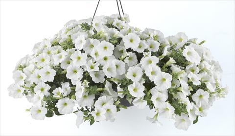 Foto de variedad de flores para ser usadas como: Maceta, planta de temporada, patio Petunia Happy® White