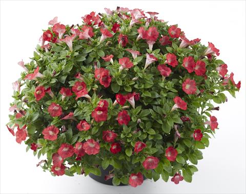 Foto de variedad de flores para ser usadas como: Maceta, planta de temporada, patio Petunia Mini Me Baby Red