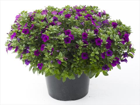 Foto de variedad de flores para ser usadas como: Maceta, planta de temporada, patio Petunia Mini Me Blue