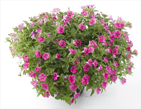 Foto de variedad de flores para ser usadas como: Maceta, planta de temporada, patio Petunia Mini Me Hot Pink