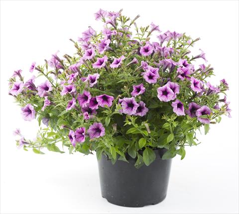 Foto de variedad de flores para ser usadas como: Maceta, planta de temporada, patio Petunia Mini Me Lilac Vein