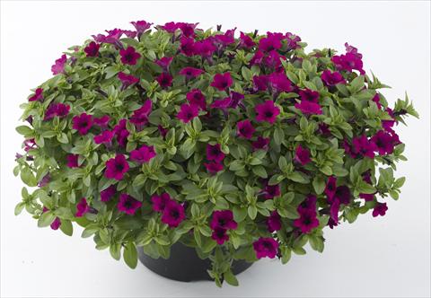 Foto de variedad de flores para ser usadas como: Maceta, planta de temporada, patio Petunia Mini Me Purple