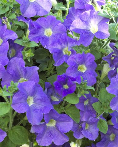 Foto de variedad de flores para ser usadas como: Maceta, planta de temporada, patio Petunia Surfinia® Giant Blue