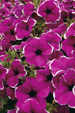Foto de variedad de flores para ser usadas como: Maceta, planta de temporada, patio Petunia Surfinia® Giant Purple Picotee