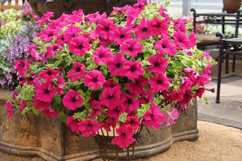 Foto de variedad de flores para ser usadas como: Maceta, planta de temporada, patio Petunia Surfinia® Giant Purple