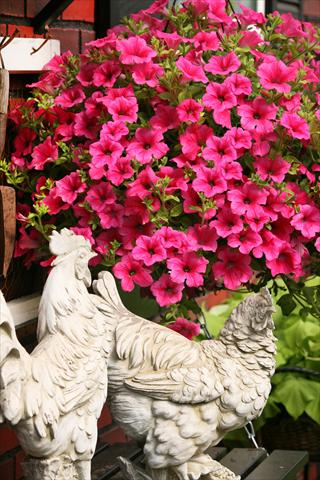 Foto de variedad de flores para ser usadas como: Maceta, planta de temporada, patio Petunia Surfinia® Hot Pink