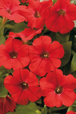 Foto de variedad de flores para ser usadas como: Maceta, planta de temporada, patio Petunia Surfinia® Patio Red
