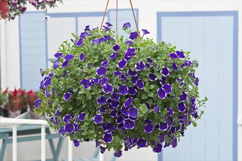 Foto de variedad de flores para ser usadas como: Maceta, planta de temporada, patio Petunia Surfinia® Picotee Blue