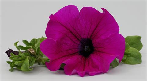 Foto de variedad de flores para ser usadas como: Maceta, planta de temporada, patio Petunia Surfinia® Purple