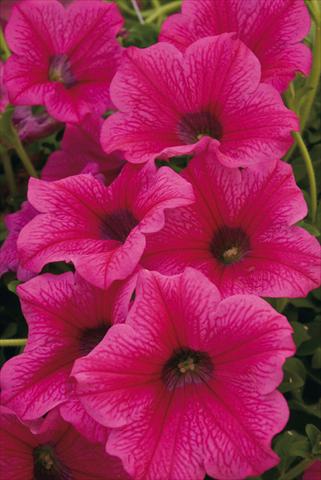 Foto de variedad de flores para ser usadas como: Maceta, planta de temporada, patio Petunia Surfinia® Rose Vein