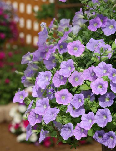 Foto de variedad de flores para ser usadas como: Maceta, planta de temporada, patio Petunia Surfinia® Sky Blue