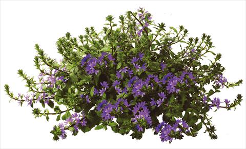 Foto de variedad de flores para ser usadas como: Maceta, patio, Tarrina de colgar Scaevola aemula Euphoria Blue