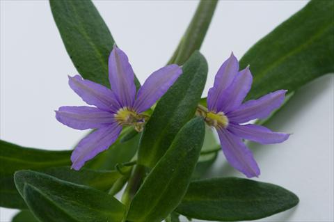 Foto de variedad de flores para ser usadas como: Maceta, patio, Tarrina de colgar Scaevola aemula Euphoria Compact Blue