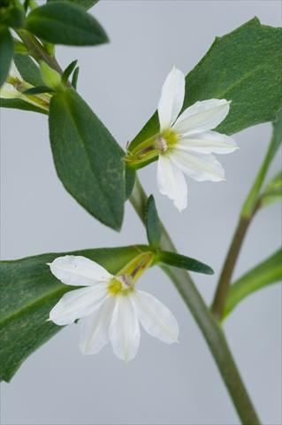 Foto de variedad de flores para ser usadas como: Maceta, patio, Tarrina de colgar Scaevola aemula Euphoria White