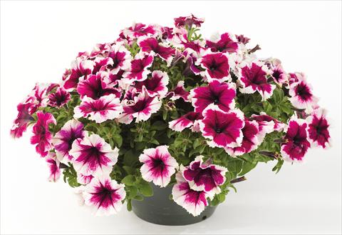 Foto de variedad de flores para ser usadas como: Maceta, planta de temporada, patio Petunia Happy® Giant Bicolor Purple Picotee
