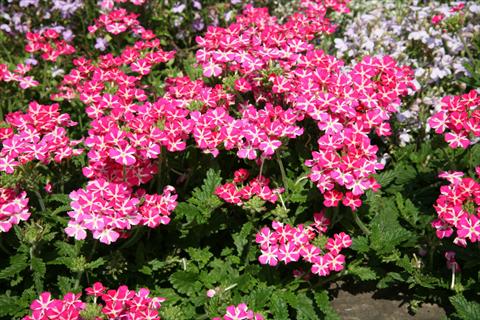 Foto de variedad de flores para ser usadas como: Maceta, patio, Tarrina de colgar Verbena Estrella Pink Star