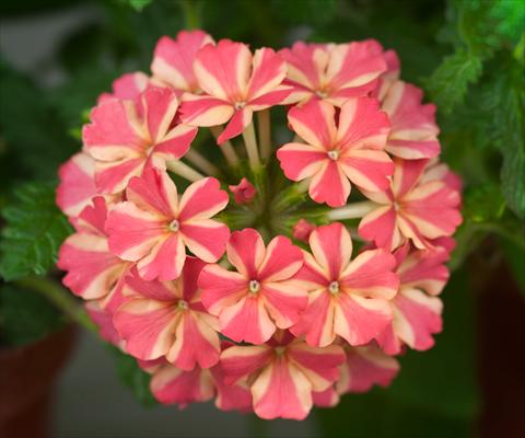 Foto de variedad de flores para ser usadas como: Maceta, patio, Tarrina de colgar Verbena Estrella Salmon Star