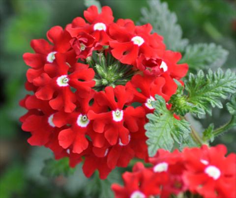Foto de variedad de flores para ser usadas como: Maceta, patio, Tarrina de colgar Verbena Lapel Red with Eye