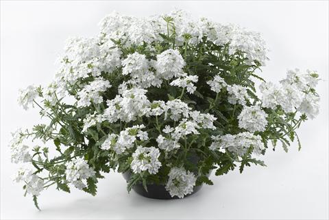 Foto de variedad de flores para ser usadas como: Maceta, patio, Tarrina de colgar Verbena Tiara White