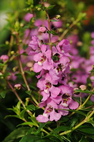 Foto de variedad de flores para ser usadas como: Maceta, planta de temporada, patio Angelonia angustifolia Serenita™ Lavender Pink
