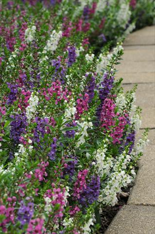Foto de variedad de flores para ser usadas como: Maceta, planta de temporada, patio Angelonia angustifolia Serenita™ Mixture