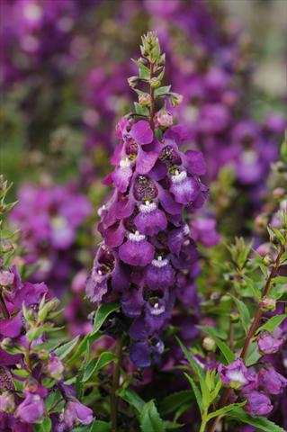 Foto de variedad de flores para ser usadas como: Maceta, planta de temporada, patio Angelonia angustifolia Serenita™ Purple