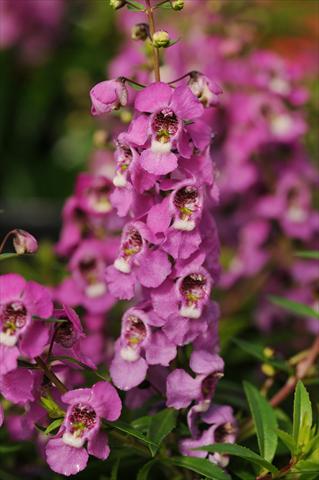 Foto de variedad de flores para ser usadas como: Maceta, planta de temporada, patio Angelonia angustifolia Serenita™ Raspberry