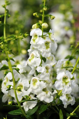 Foto de variedad de flores para ser usadas como: Maceta, planta de temporada, patio Angelonia angustifolia Serenita™ White