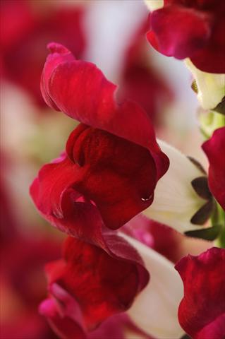 Foto de variedad de flores para ser usadas como: Maceta y planta de temporada Antirrhinum majus Cut Flower Snapdragon Red Delilah