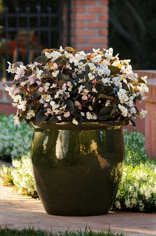 Foto de variedad de flores para ser usadas como: Maceta y planta de temporada Begonia BabyWing™ White Bronze Leaf