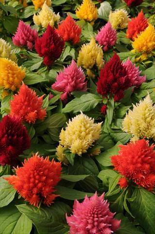 Foto de variedad de flores para ser usadas como: Maceta y planta de temporada Celosia plumosa Icecream Mixture
